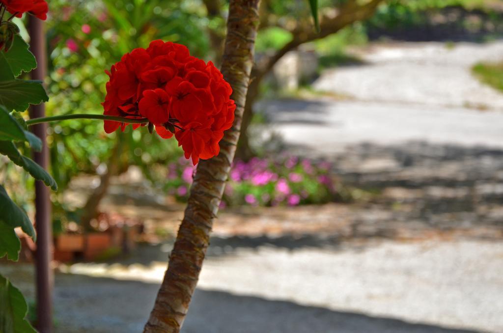 Belvedere Zakynthos Studios Василикос Экстерьер фото